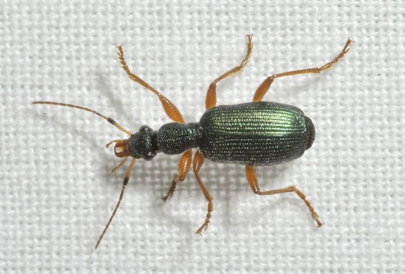 Carabidae: Drypta dentata